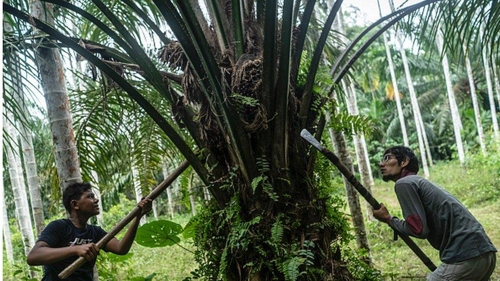 Acehnese workers harvest palm oil fruits at a palm oil plantation area in Kuta Makmur, North Aceh Regency