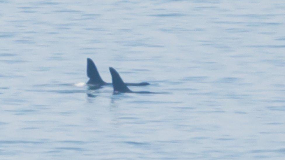 Orca John Coe, left, with another orca