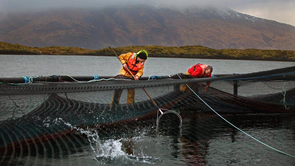 Fish farming in Argyll