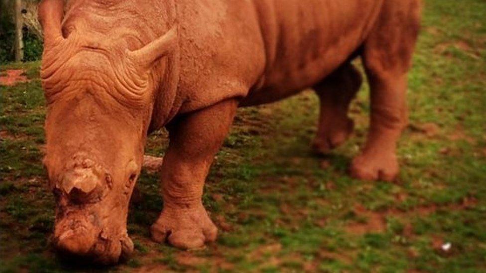 A rhino at South Lakes zoo