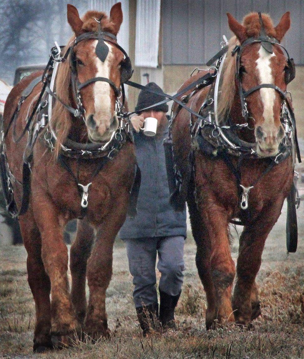 A man walks with two horses while drinking coffee