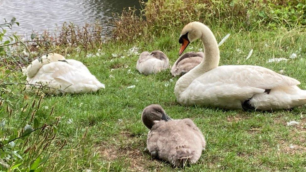 Swans moved to safety after attacks by children left cygnet dead - BBC News