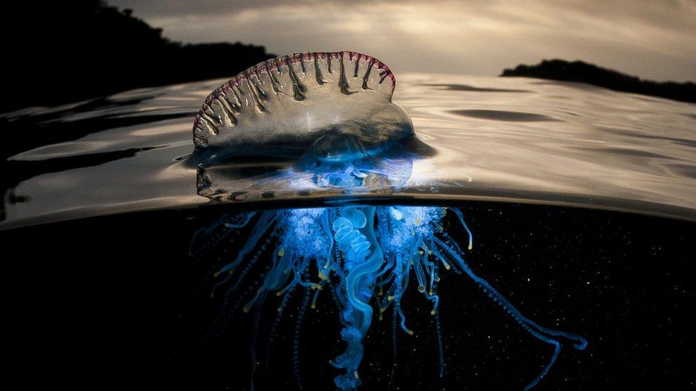 Portuguese man of war