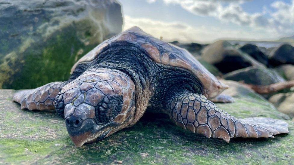 Kimmeridge turtle