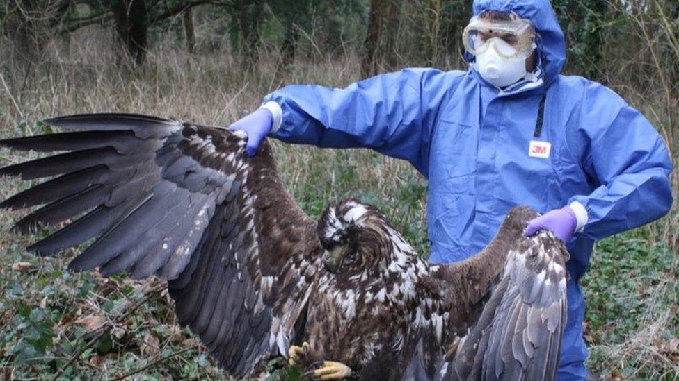 Dead sea eagle