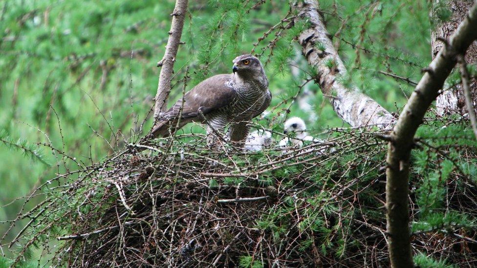 Generic image of adult goshawk with chicks