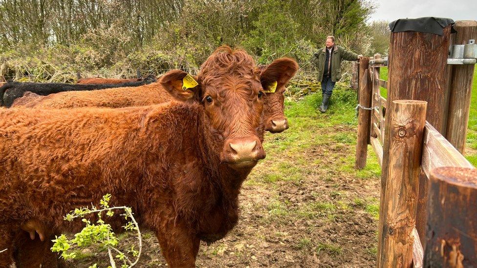 Gloucestershire cattle