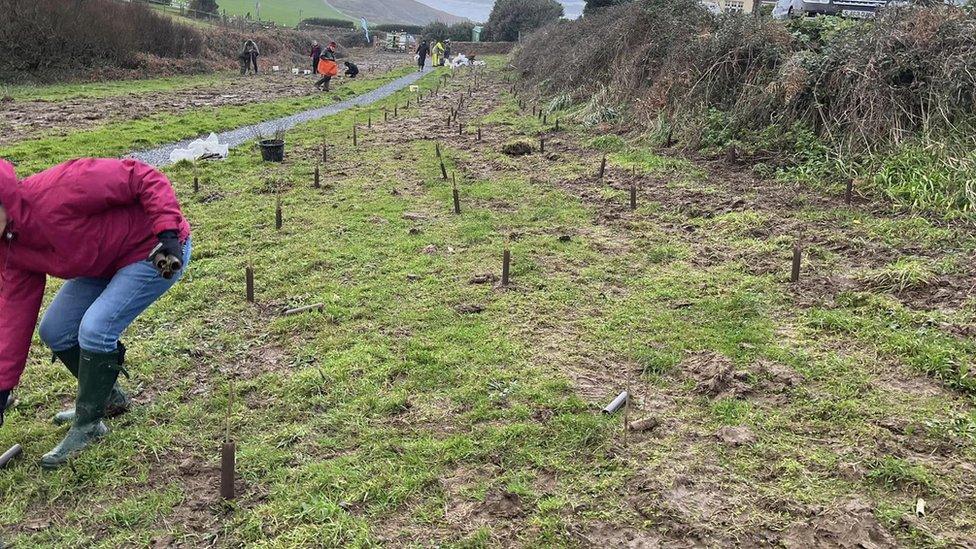 Tree planting at Woolacombe