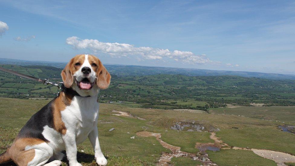 Alfie the beagle at Black Mountain