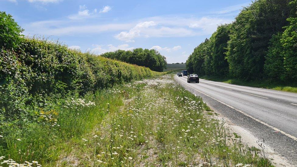 A road with a wide grassy verge and hedge to the left, filled with white flowers. Sunny day with a blue sky