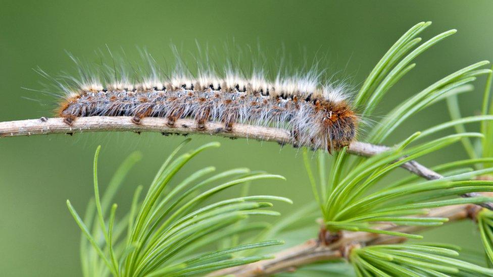 Hairy caterpillar on a branch