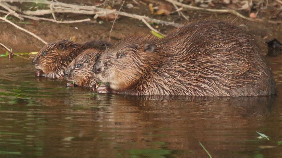 Beavers