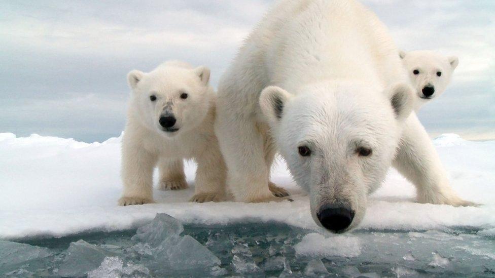 Polar bears