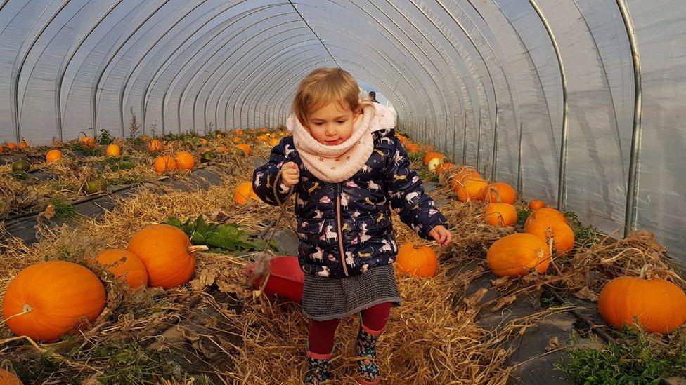 Bryony picking pumpkins in Auchterarder