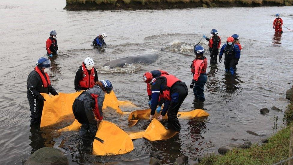 Whale rescue