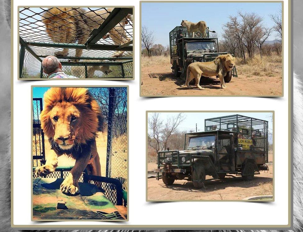 Screen grab of pictures of lions