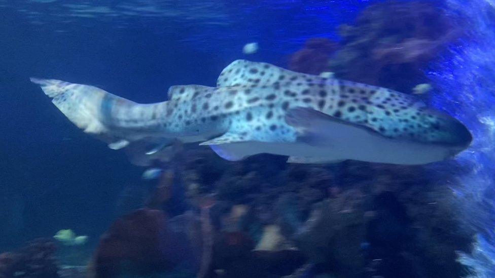 Zebra shark