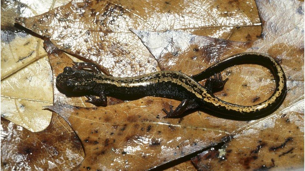 Golden-striped salamander