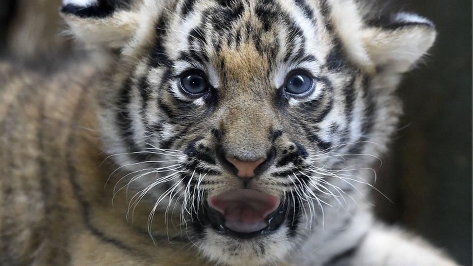 A tiger cub