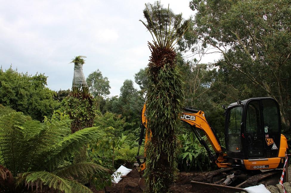 Tree ferns