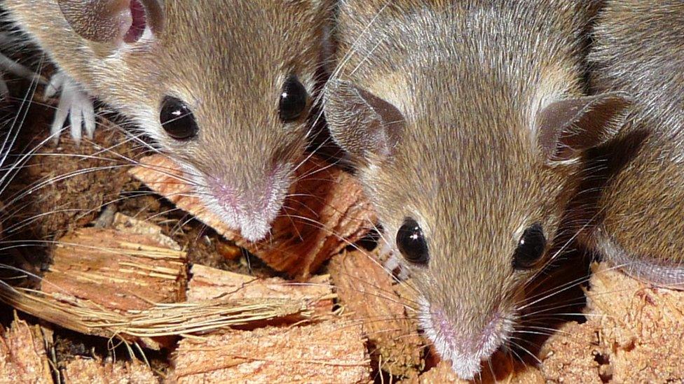 File image of mice