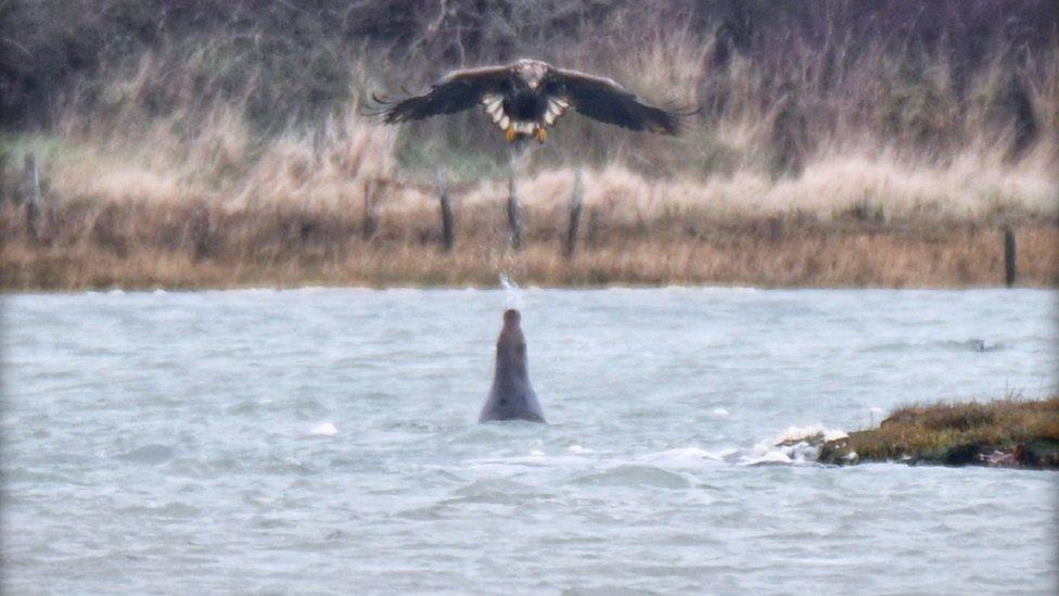 Seal spitting at eagle