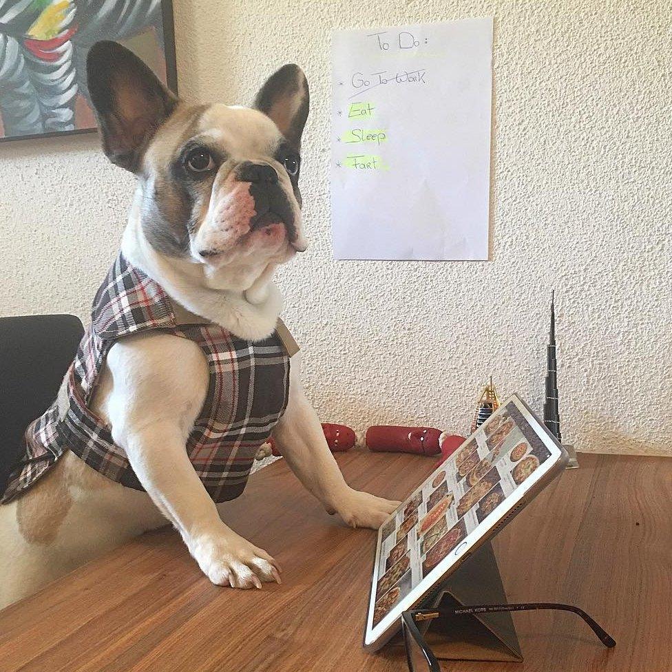 A French bulldog stands in front of an iPad with pizza on it.