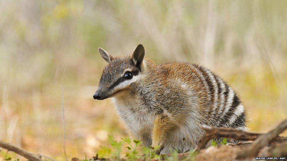 An Australian numbat