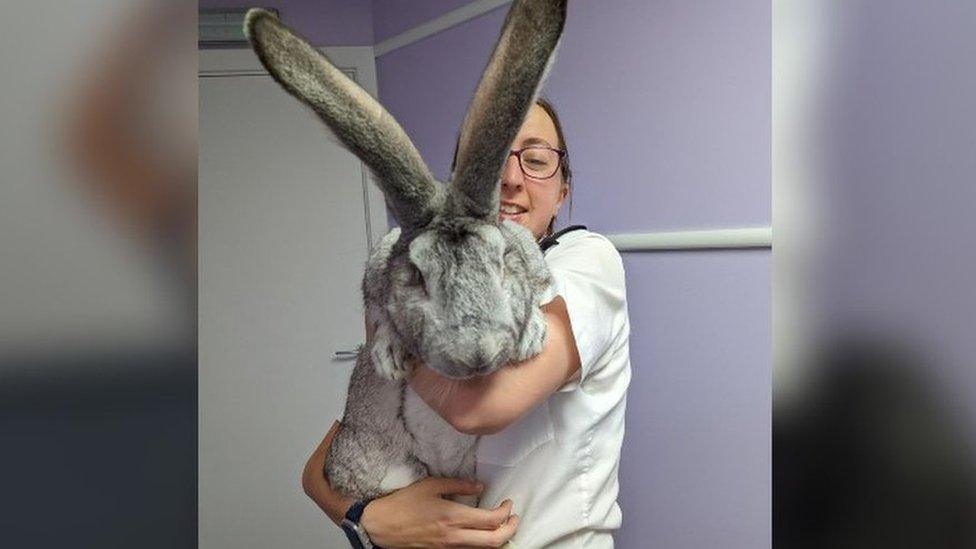 RSCPA officer with rescued rabbit