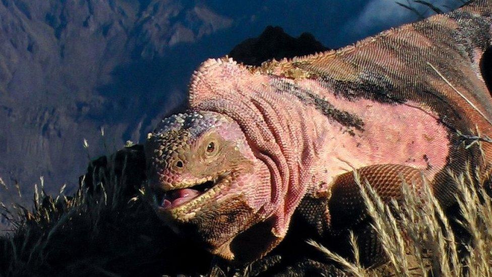 Pink iguana