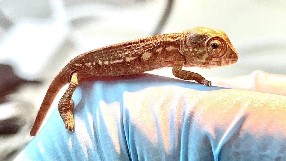 Titch the baby panther chameleon on top of a gloved hand