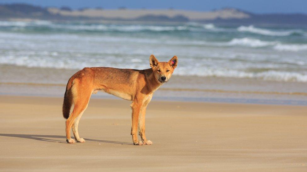 dingo on the beach