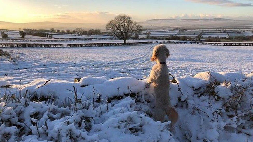 dog in snow