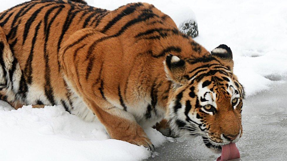 An Amur tiger takes a drink at Whipsnade Zoo