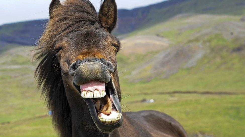 A-horse-that-looks-like-it's-laughing.