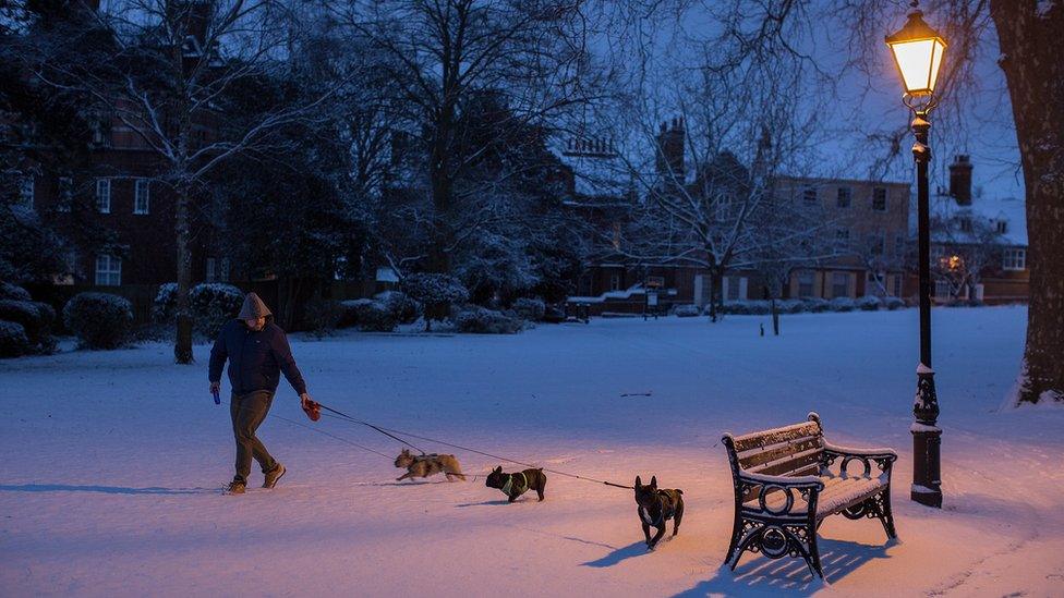 Man walking dogs in snow