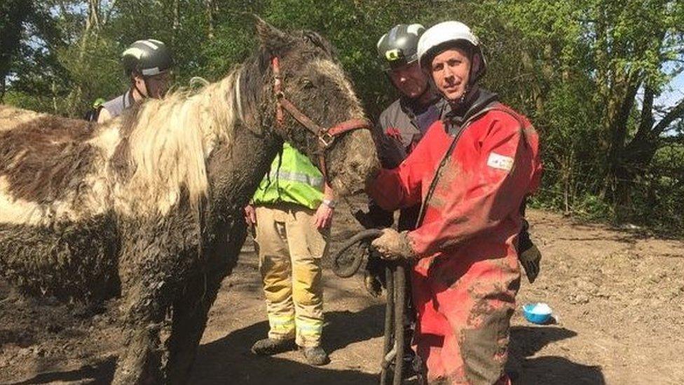 horse and rescuer