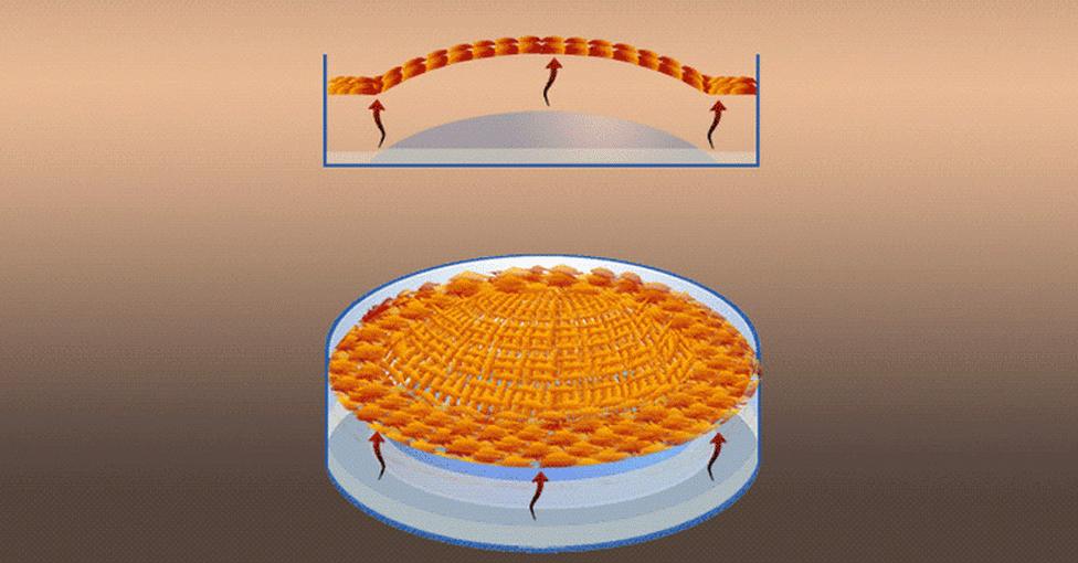 Illustration from video of growth of corneal cells