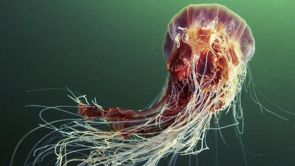 Lion's mane jellyfish