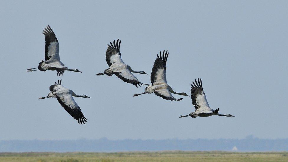 Common cranes