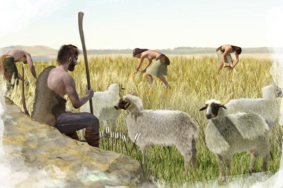 A depiction of men and women from a Stone Age culture harvesting grain crops and herding sheep.