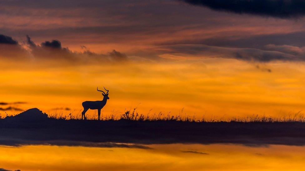 lone male impala on the horizon