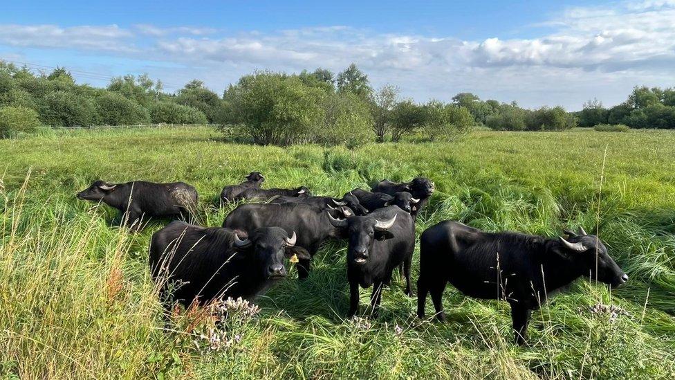 Water buffalo at Thorley Wash Nature Reserve