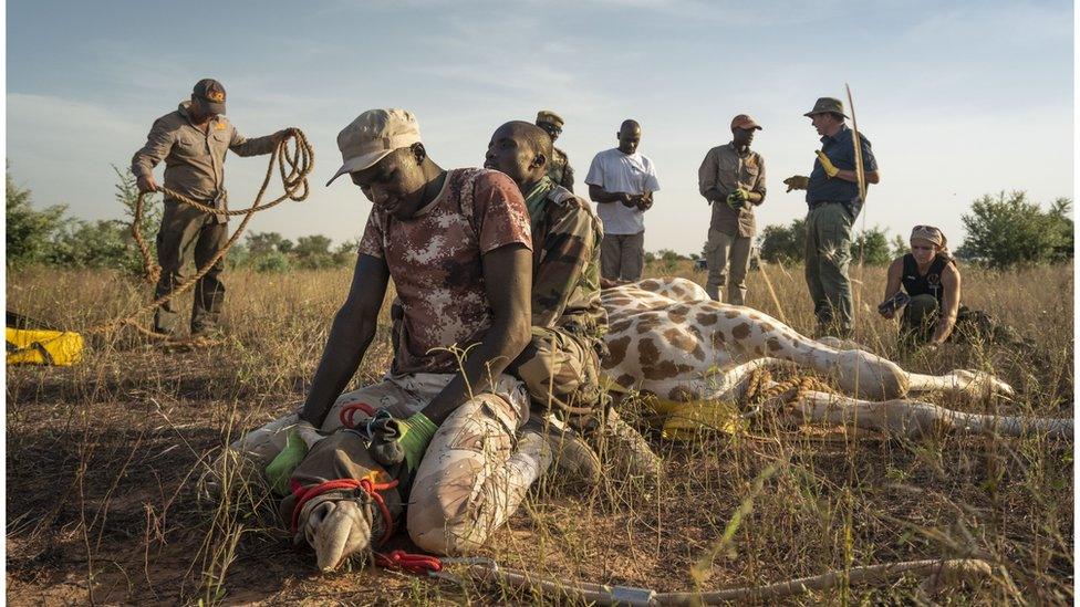 One of eight giraffes is harnessed as part of Operation Sahel Giraffe.