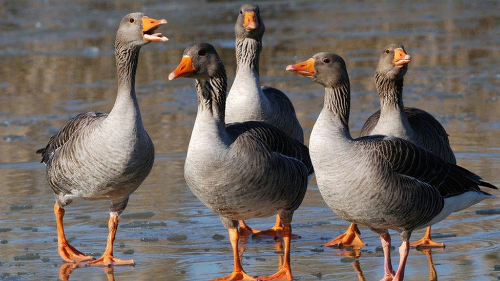 Greylag geese