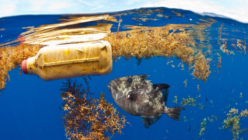 A single white plastic carton floating in clear blue water. A fish swims next to it.