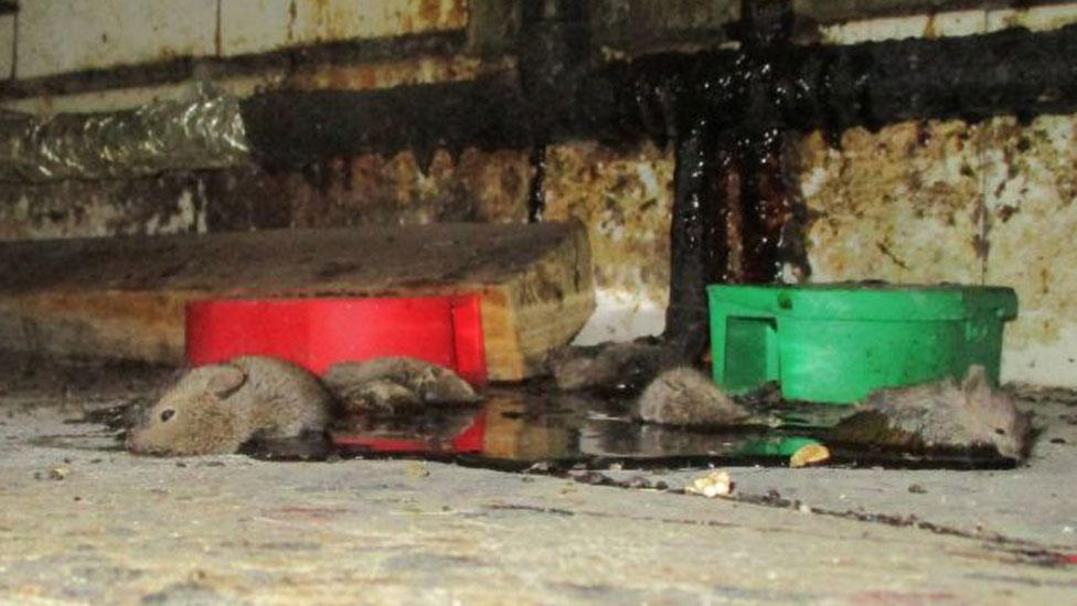 Dead mice at a takeaway in Walthamstow