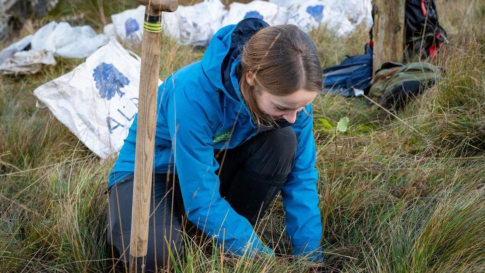 Tree planting