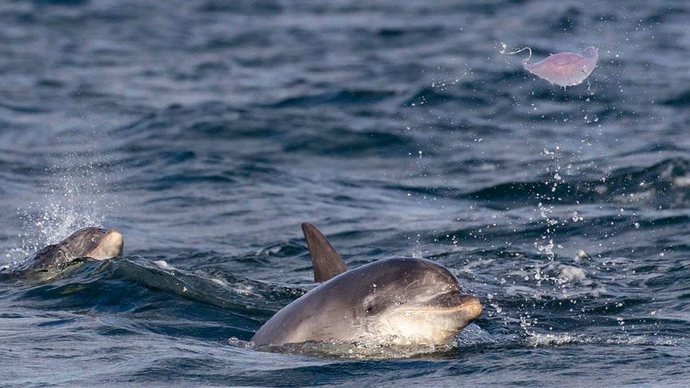 Bottlenose dolphin and jellyfish