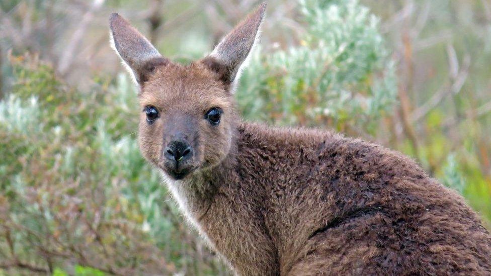 There are wallabies on the island